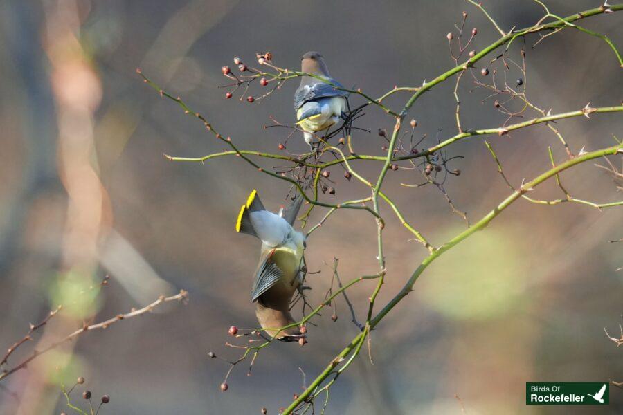 Two birds perched on a tree branch.