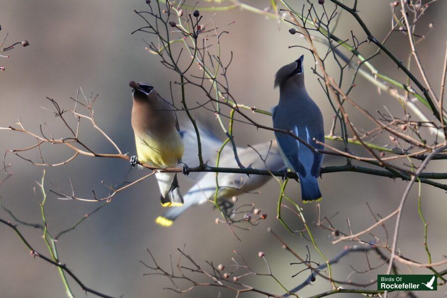 Two birds perched on a tree branch.