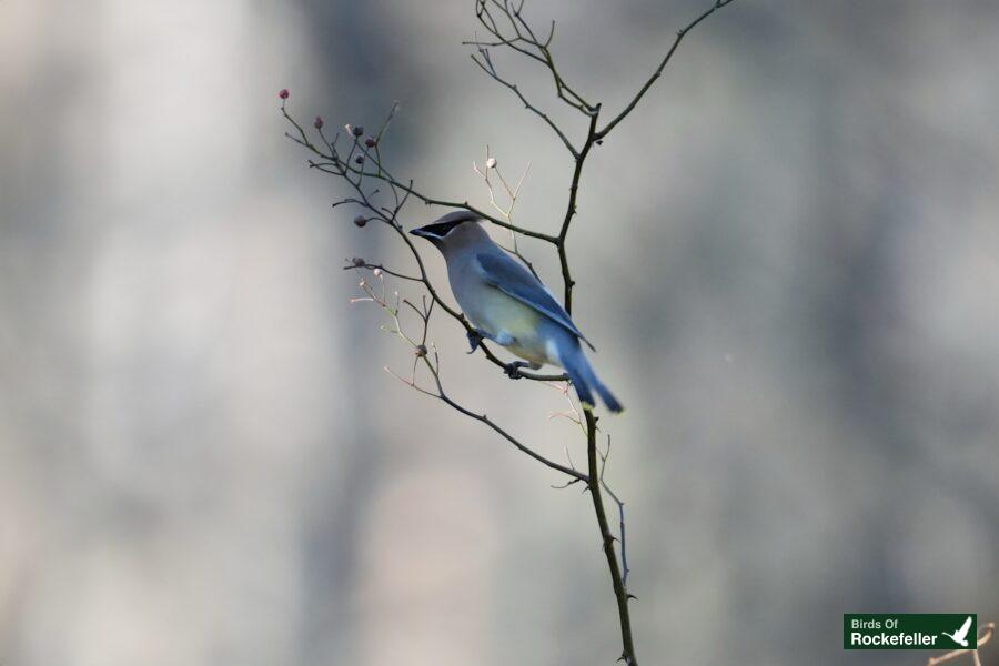 A bird on a branch.