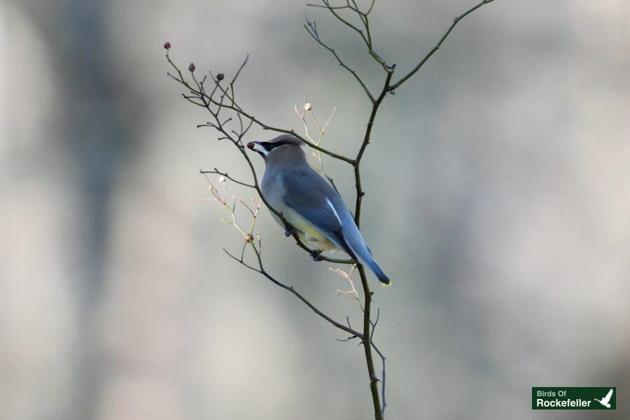 A bird perched on a branch.