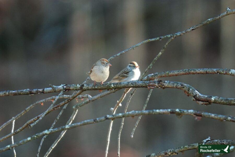 Two birds on a branch.