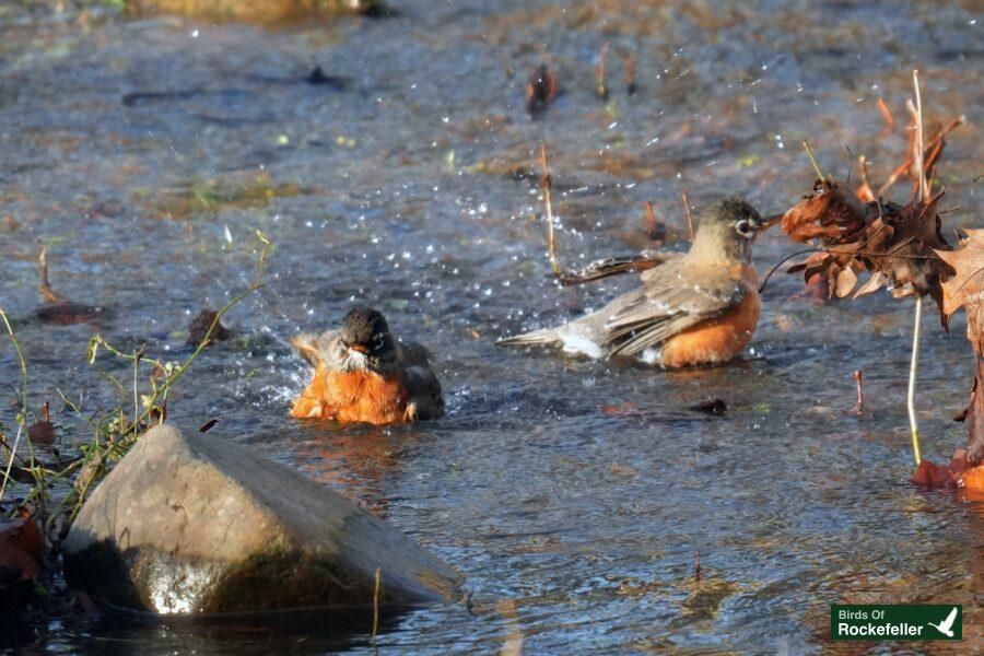 Two robins bathing in the water.