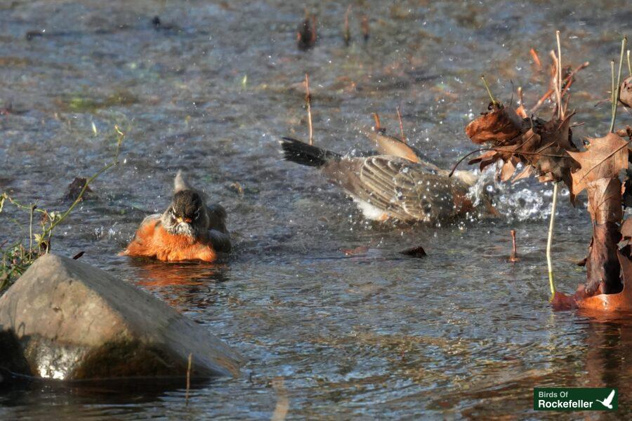 Two robins in a pond with leaves and rocks.