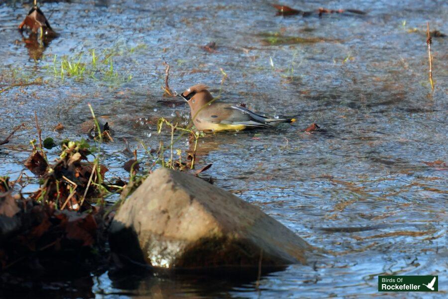 A bird in a body of water.