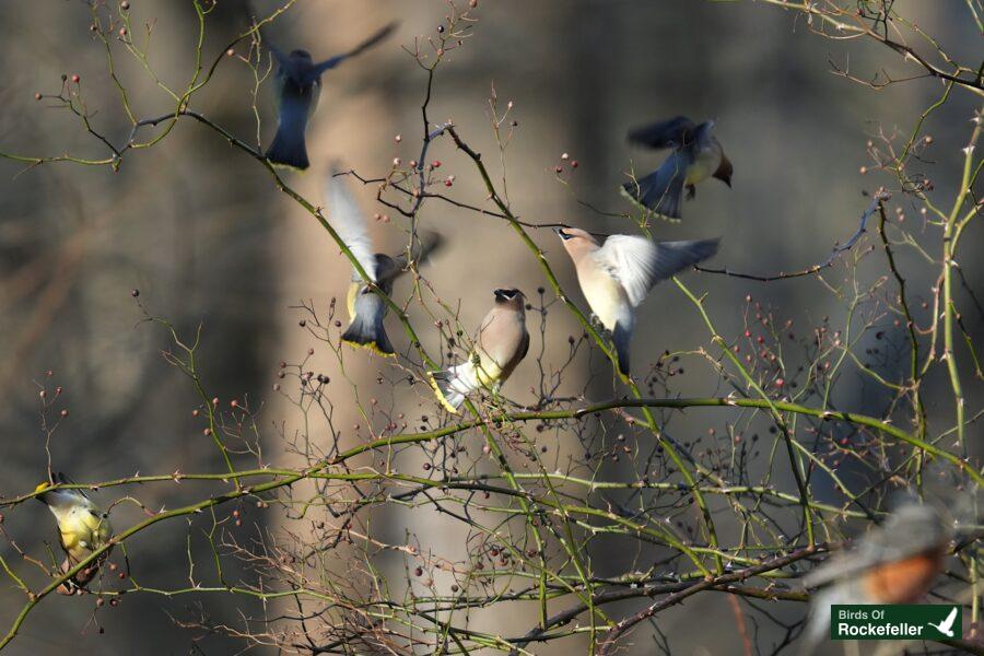 A group of birds perched on a tree branch.