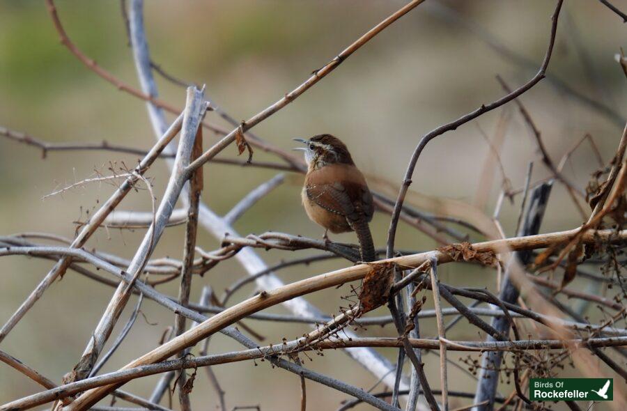 A small brown bird perched on a branch of twigs.