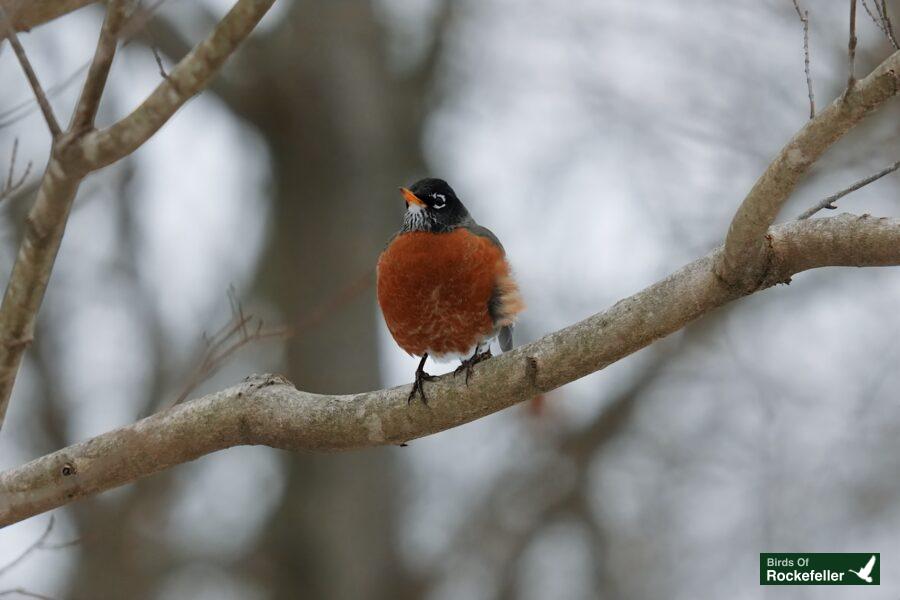 A robin perched on a branch in the winter.