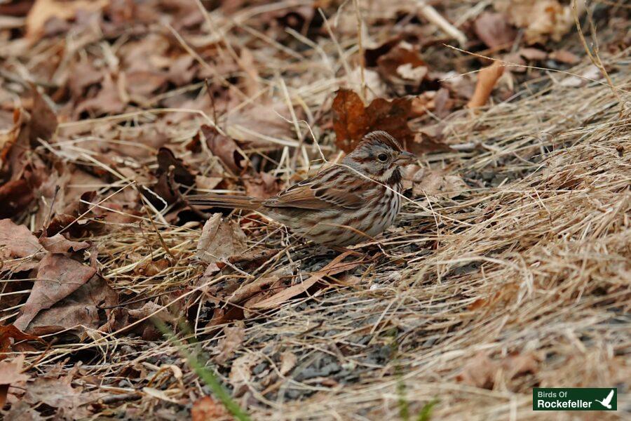 A brown bird standing on the ground.