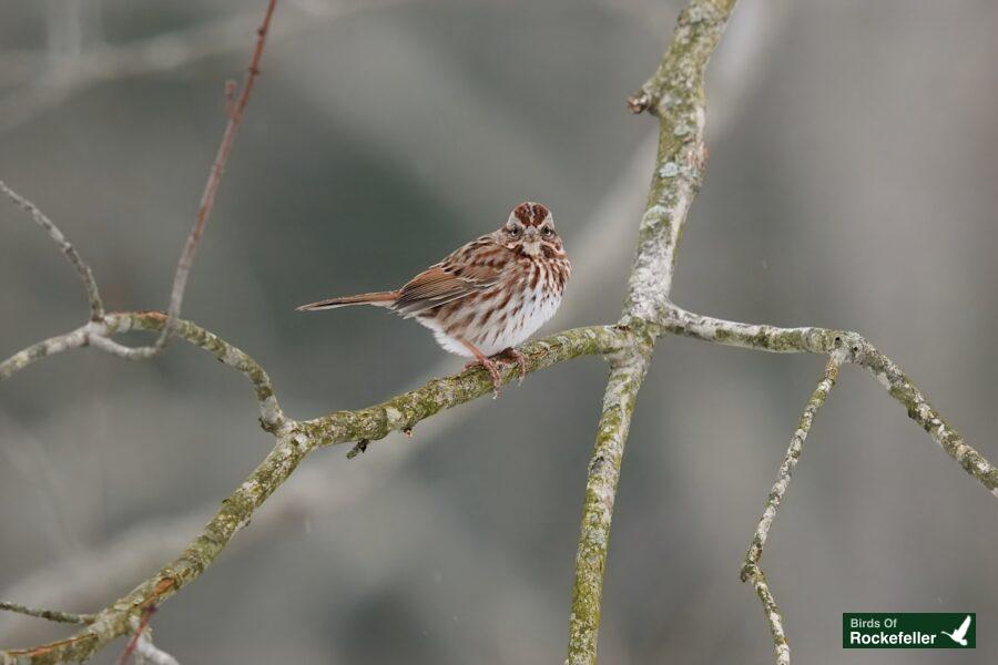 A small brown and white bird perched on a branch.