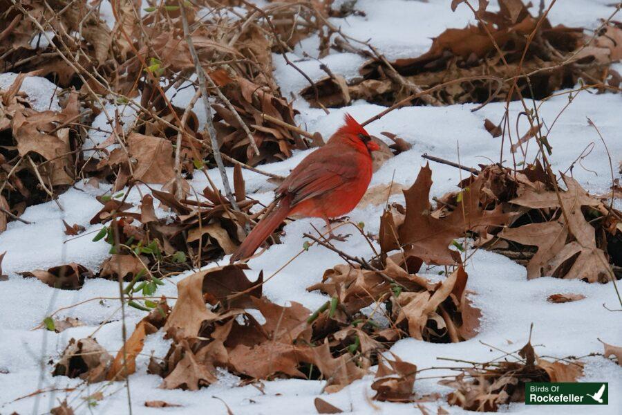 A red cardinal standing in the snow.