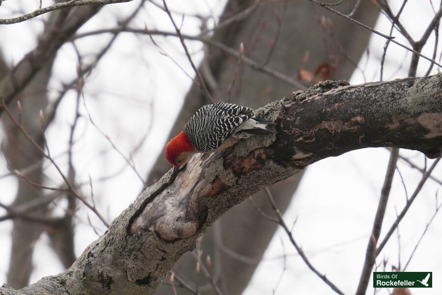 A red bellied woodpecker perched on a tree branch.