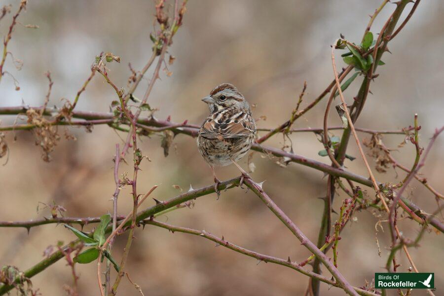 A small bird perched on a branch.