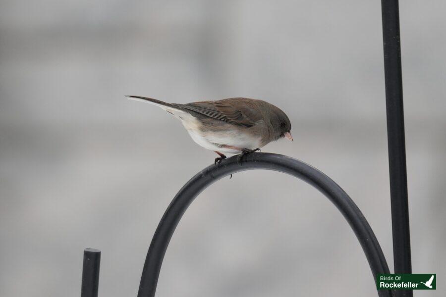 A small bird sitting on top of a metal rod.