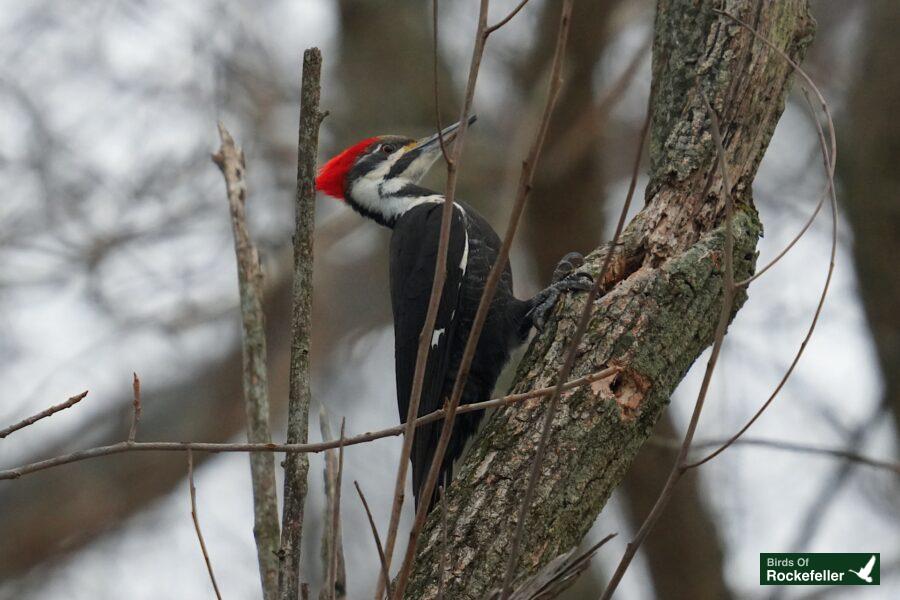 A red and white woodpecker perched on a tree branch.