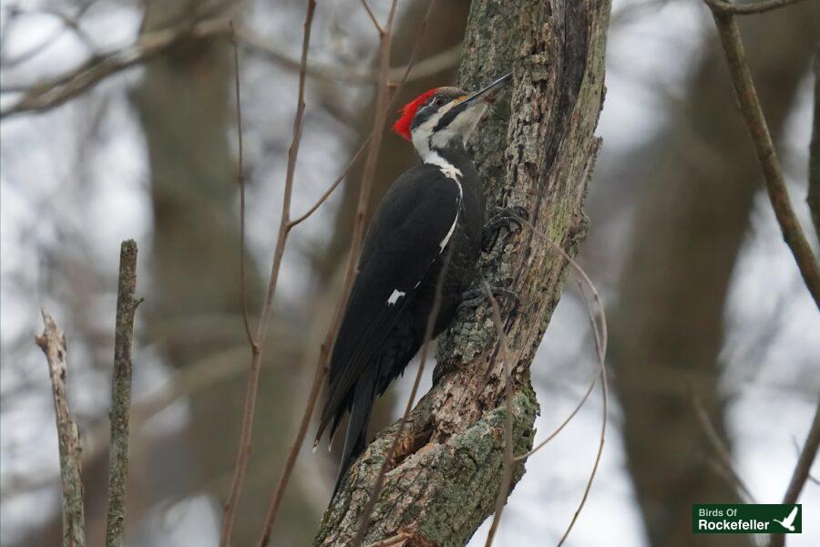 A red and black woodpecker perched on a tree.