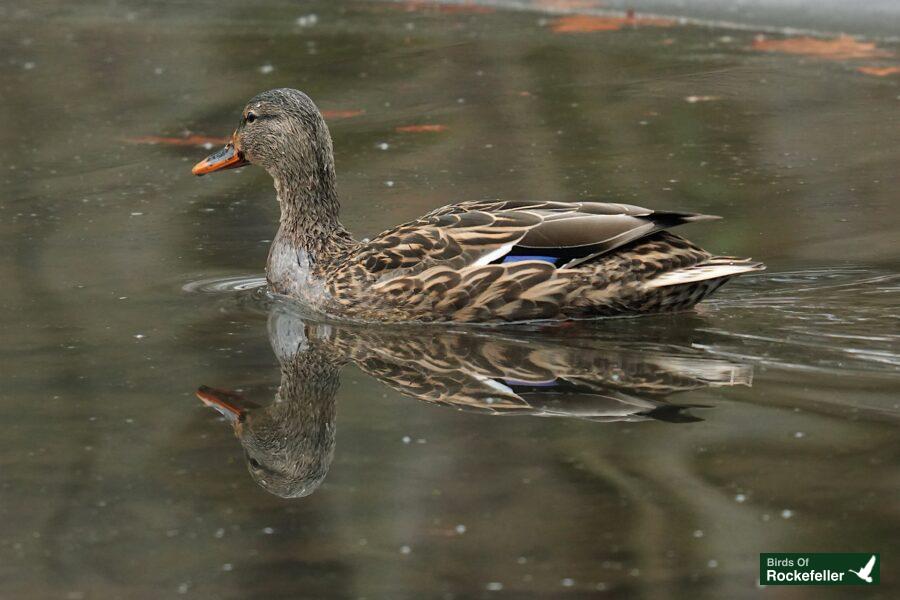 A duck swimming in a pond on a rainy day.