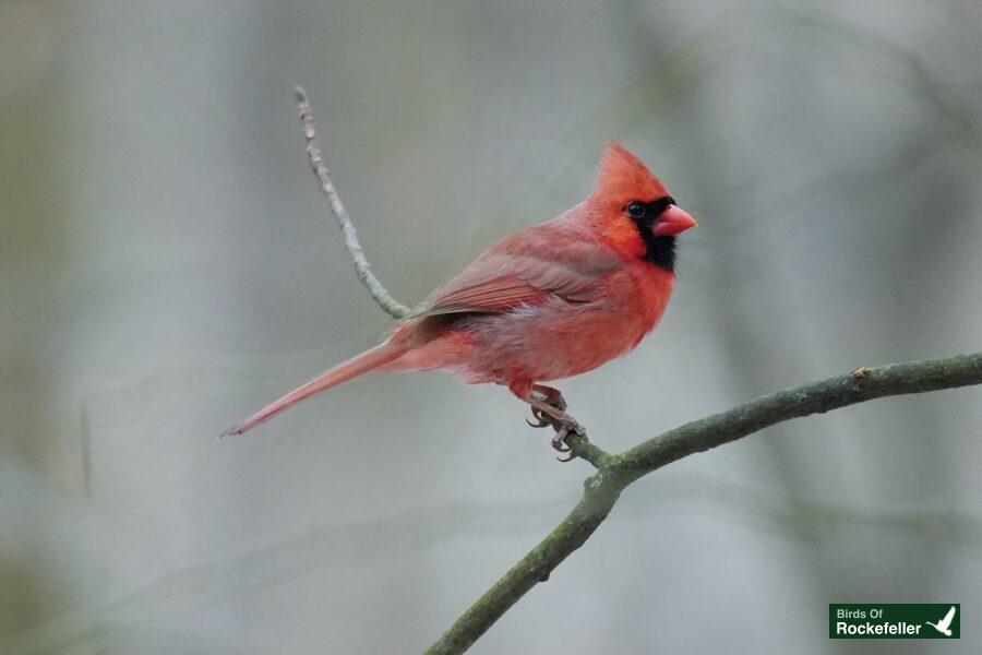 A red cardinal perched on a branch.