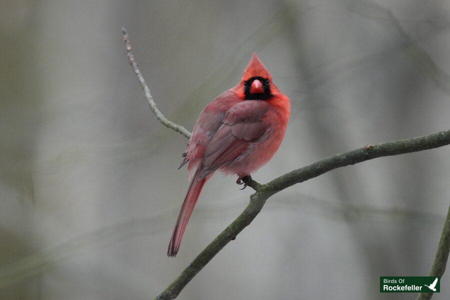 A red cardinal perched on a branch.