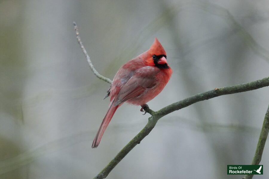 A red cardinal perched on a branch.