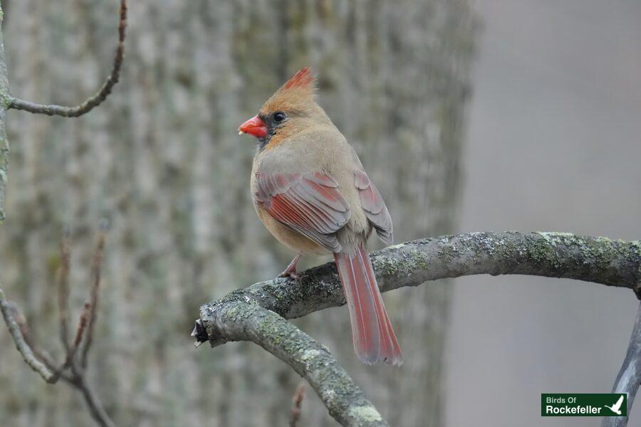 A red cardinal perched on a tree branch.