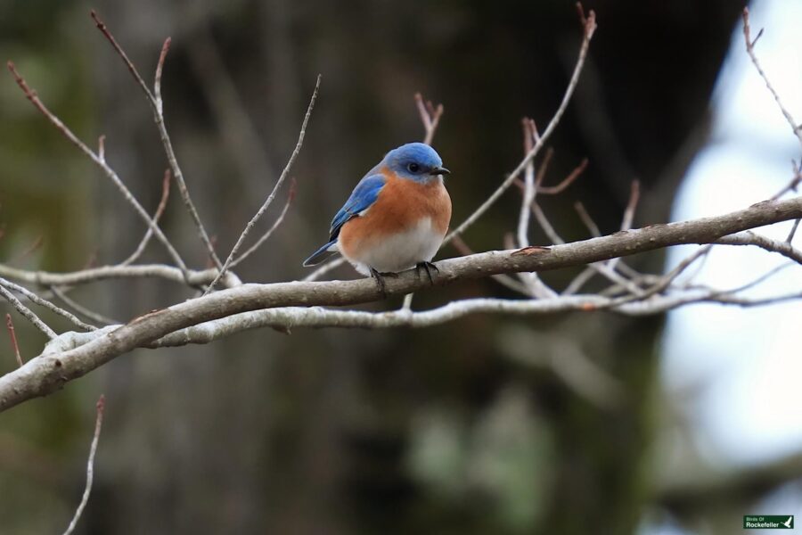 A blue bird perched on a bare branch.