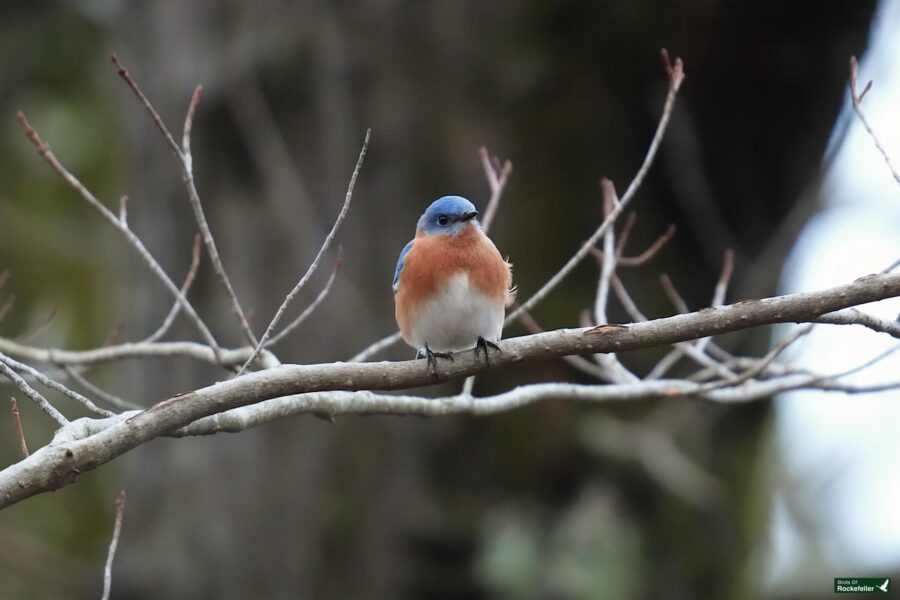 A blue bird perched on a tree branch.