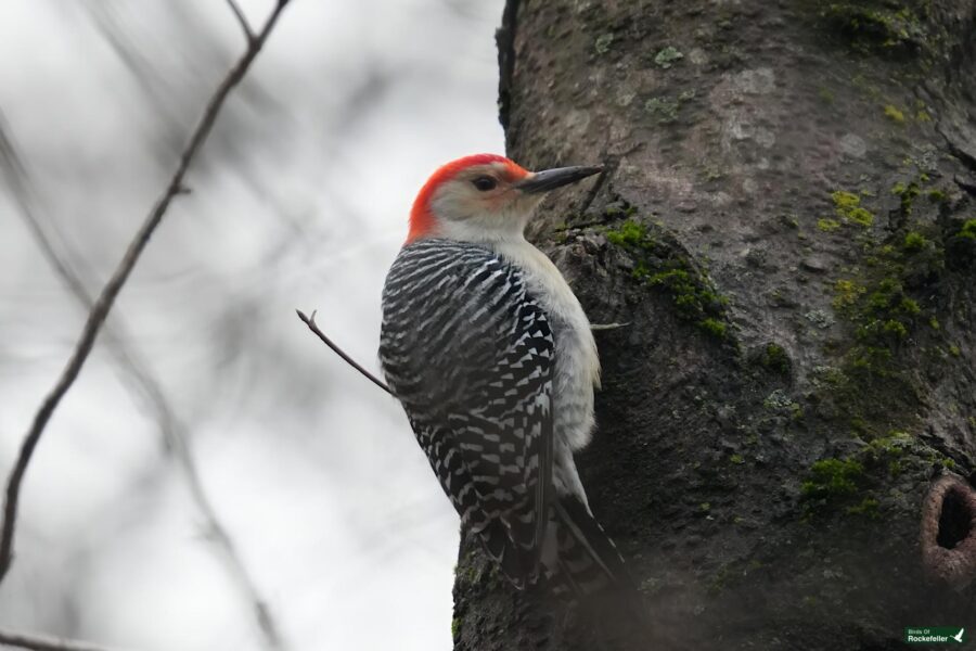 A red bellied woodpecker perched on a tree trunk.