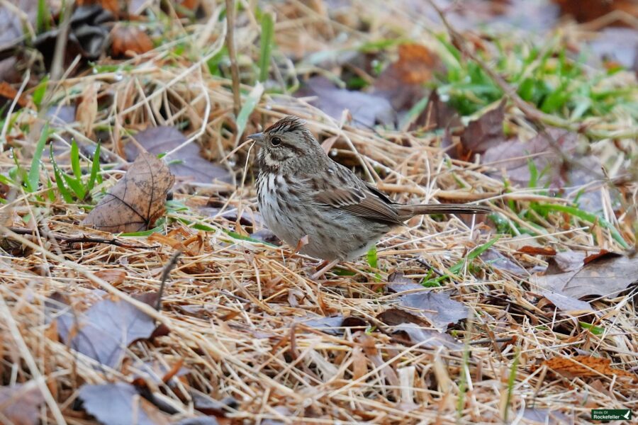 A small brown bird standing on the ground.