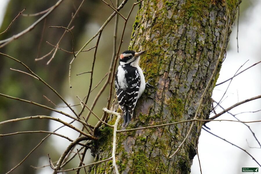 A woodpecker perched on a tree trunk.