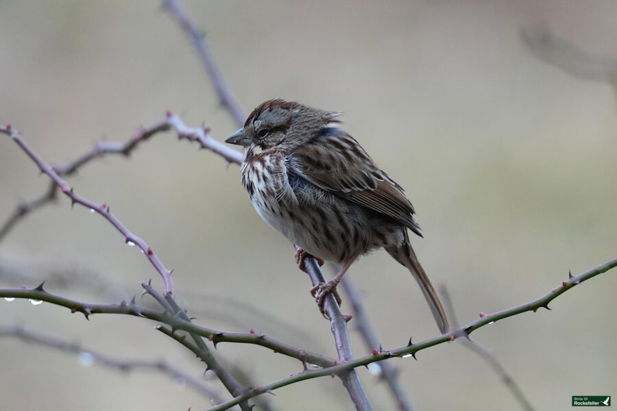 A small brown bird perched on a twig.