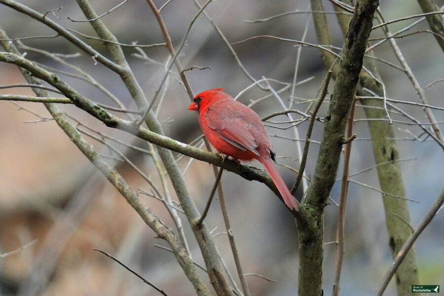 A red cardinal perched on a tree branch.