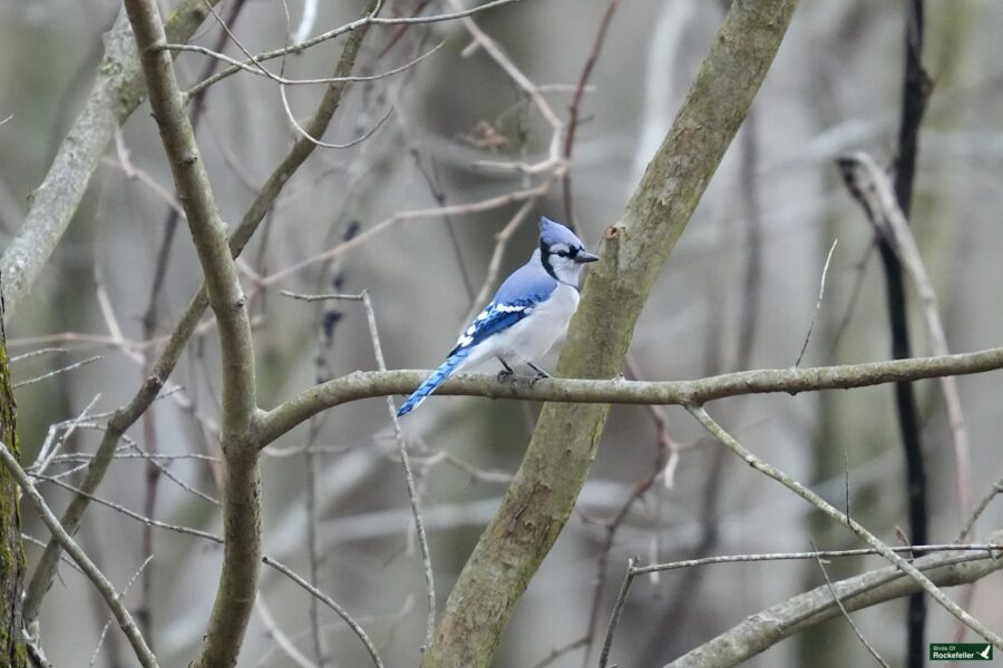 A blue jay is sitting on a branch in the woods.