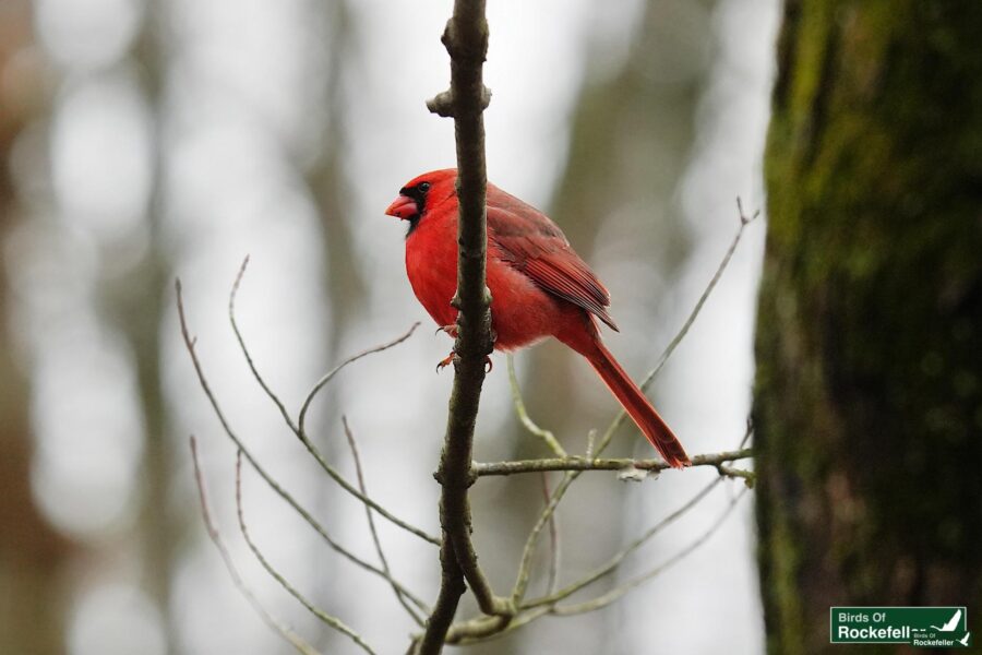 A red cardinal perched on a branch in the woods.