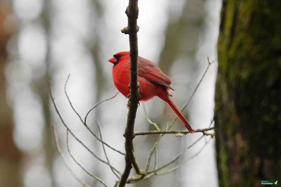 A red cardinal perched on a branch.