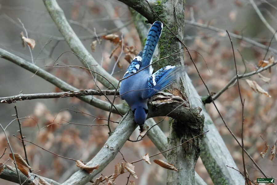 A blue jay perched on a branch.