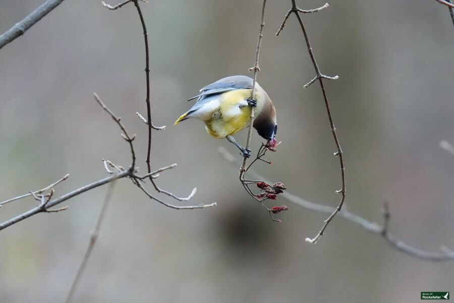 A bird is eating berries from a tree branch.