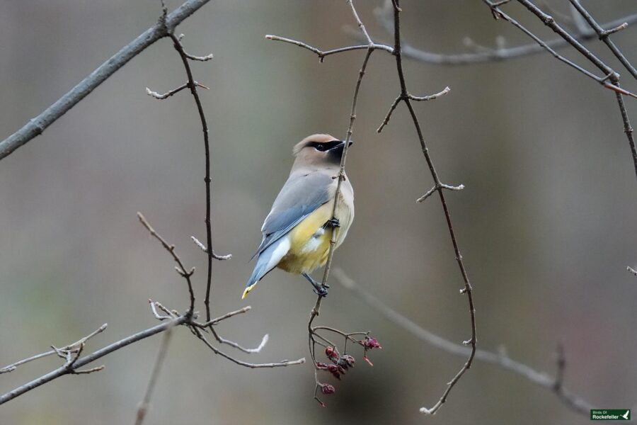 A blue and yellow bird perched on a branch.