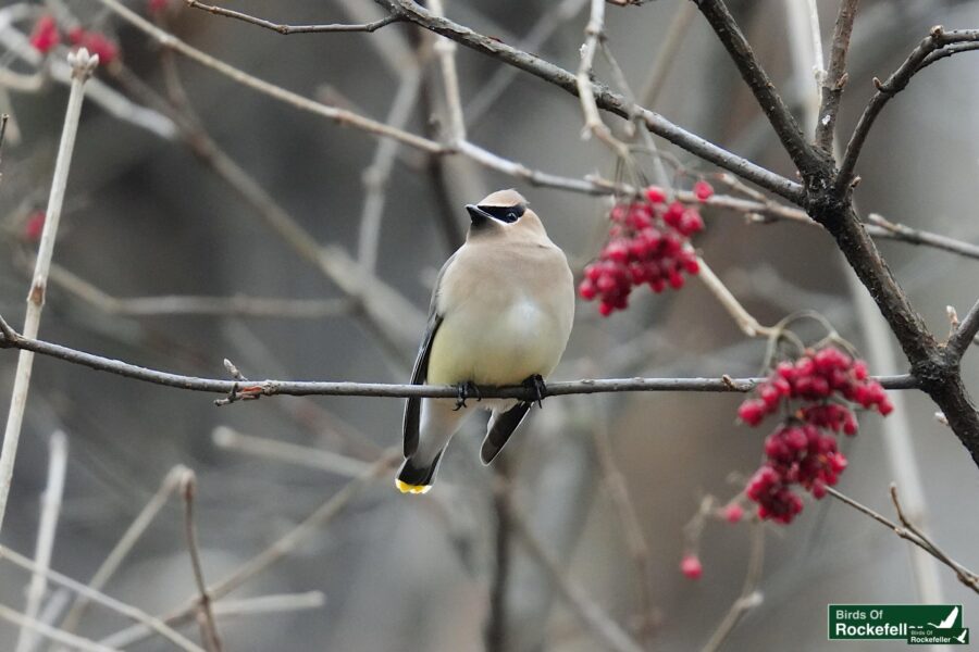 A bird perched on a branch with red berries.