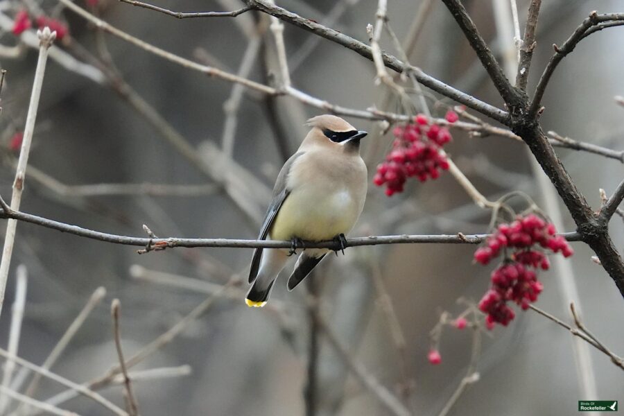 A bird perched on a branch with red berries.