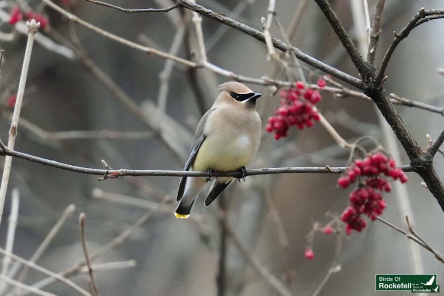 A bird perched on a branch with red berries.