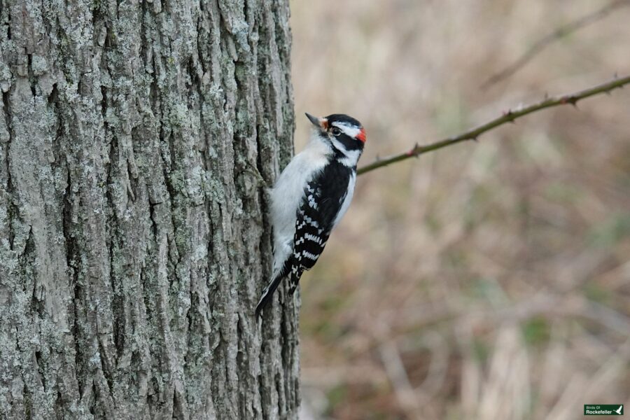 A woodpecker is perched on the side of a tree.