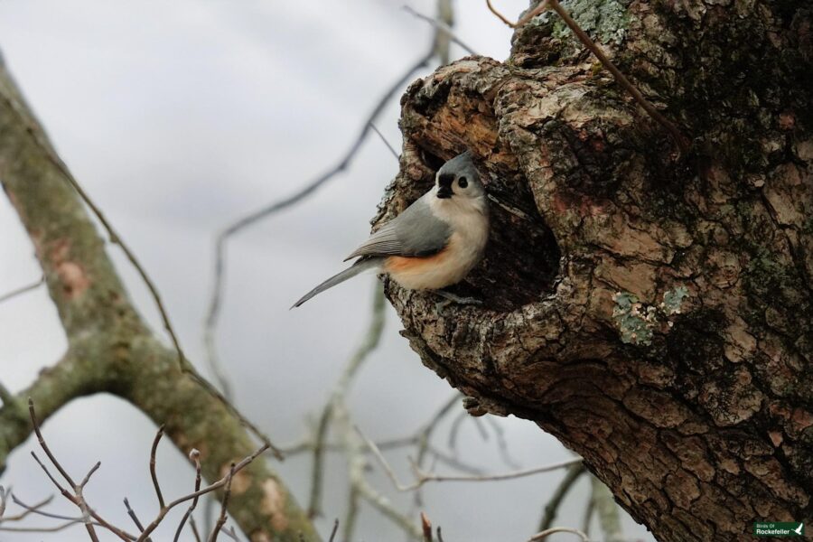 A small bird is sitting in a hole in a tree.