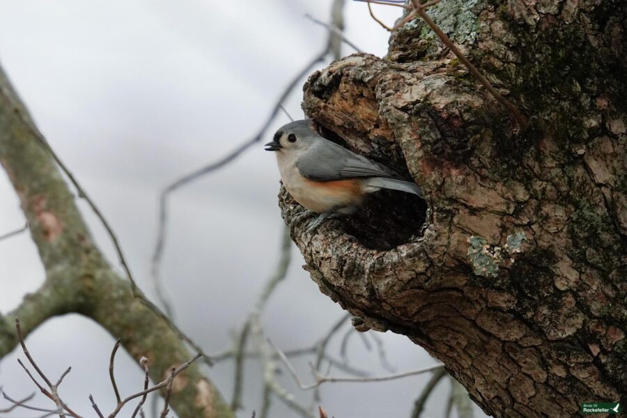 A small bird is sitting in a hole in a tree.