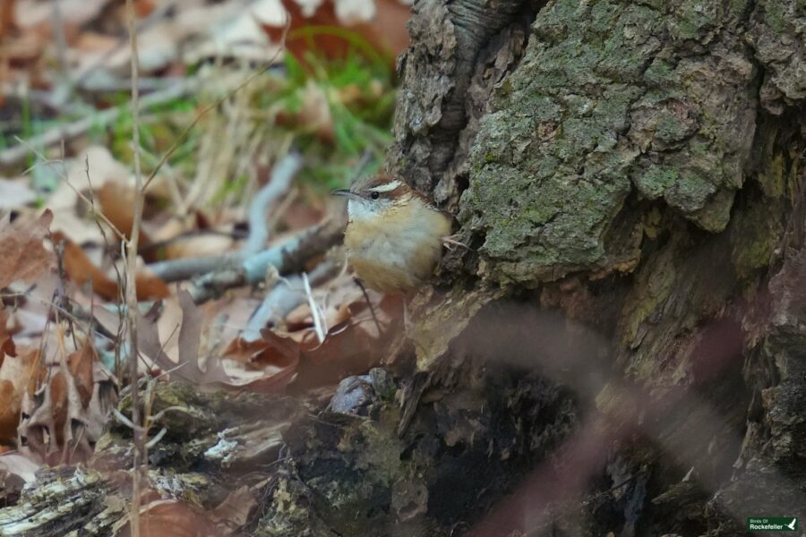 A small bird perched on the trunk of a tree.