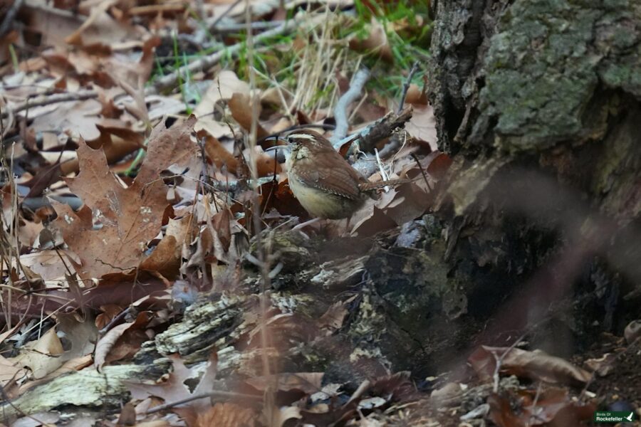 A small brown bird standing on the ground near a tree.