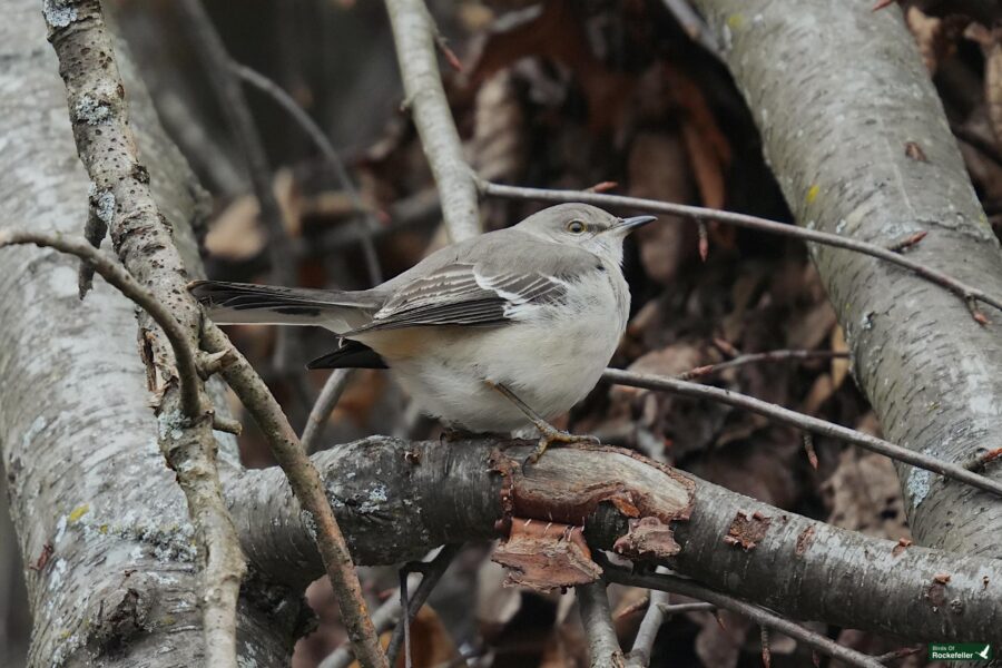 A bird perched on a branch.