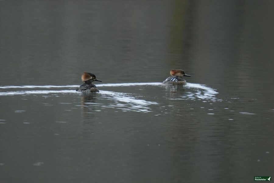 Two ducks swimming in a body of water.