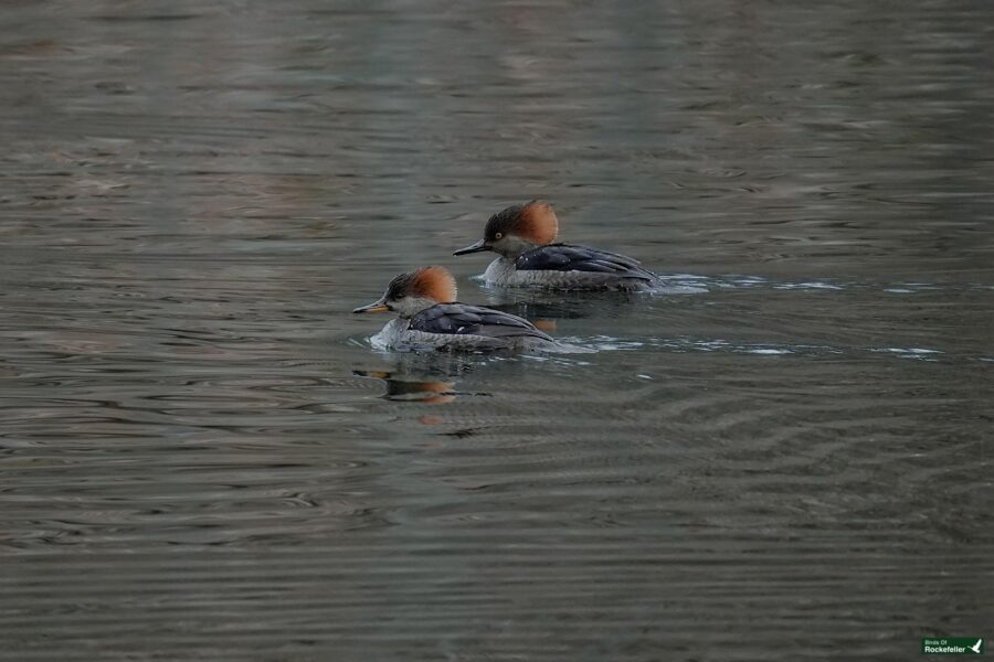 Two ducks swimming in a body of water.