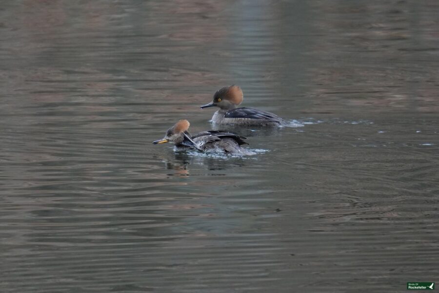 A pair of ducks swimming in a body of water.