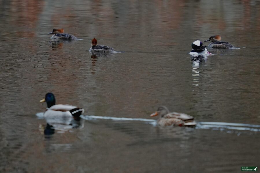 A group of ducks swimming in a pond.